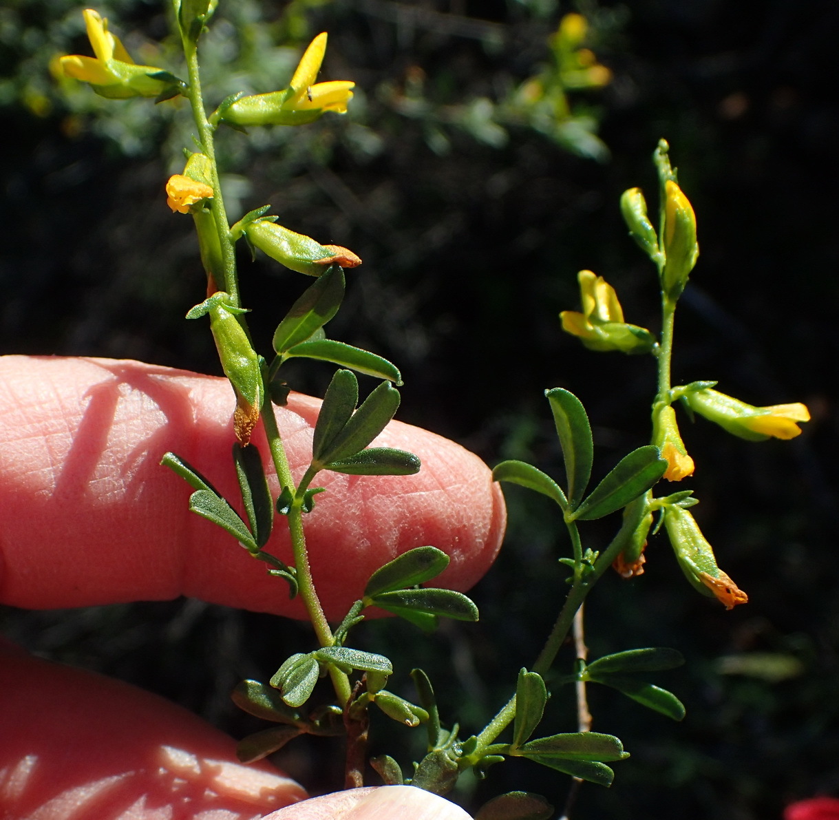 Melolobium exudans
