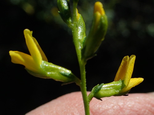 Image of Melolobium exudans by (c) Nicola van Berkel, some rights reserved (CC BY-SA)