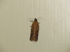 Constrictana constrictana