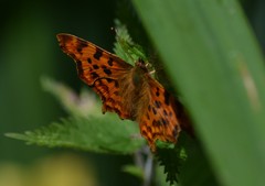 Polygonia c-album