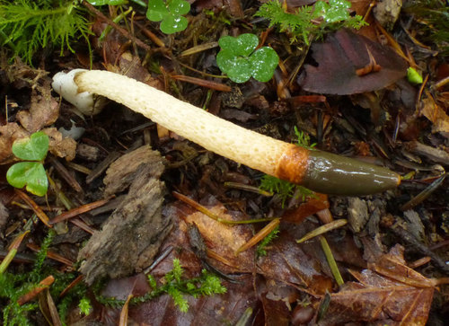 dog stinkhorn