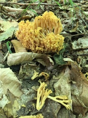 Ramaria flava