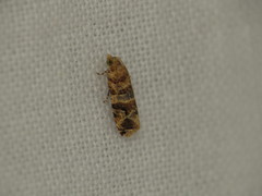 Lobesia physophora