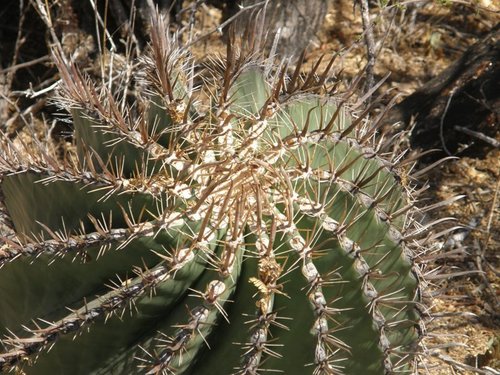 Ferocactus townsendianus