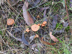 Cortinarius kula
