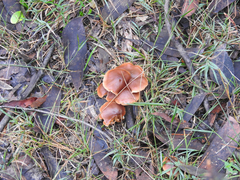 Cortinarius kula