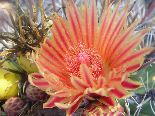 Ferocactus townsendianus