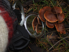 Cortinarius kula