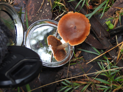 Cortinarius kula