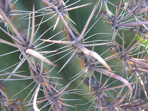 Ferocactus townsendianus