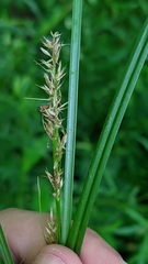 Carex laevivaginata