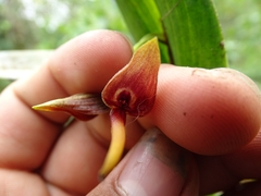 Pleurothallis ruberrima