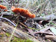 Cortinarius kula