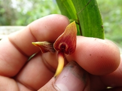 Pleurothallis ruberrima