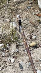 Leucorrhinia intacta