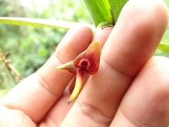 Pleurothallis ruberrima