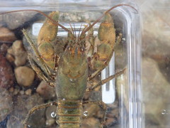 Cambarus polypilosus