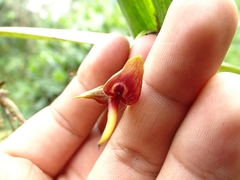 Pleurothallis ruberrima