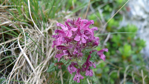 Pedicularis verticillata iNat (2)