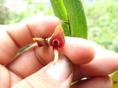 Pleurothallis ruberrima