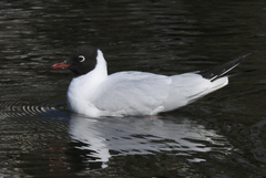 Chroicocephalus ridibundus