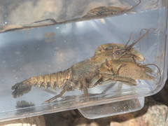 Cambarus polypilosus