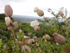 Silene uniflora