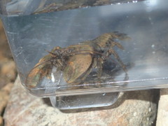 Cambarus polypilosus