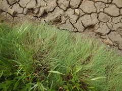 Puccinellia maritima