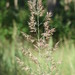 Bushgrass - Photo AnRo0002, no known copyright restrictions (public domain)