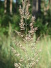 Bushgrass - Photo AnRo0002, no known copyright restrictions (public domain)