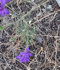 Delphinium consolida paniculatum