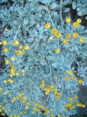 Helichrysum argyrophyllum