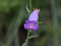 Penstemon stenophyllus