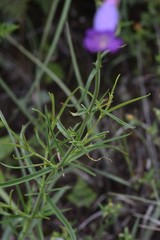 Penstemon stenophyllus