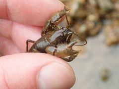 Cambarus polypilosus