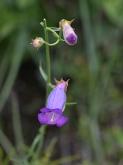 Penstemon stenophyllus