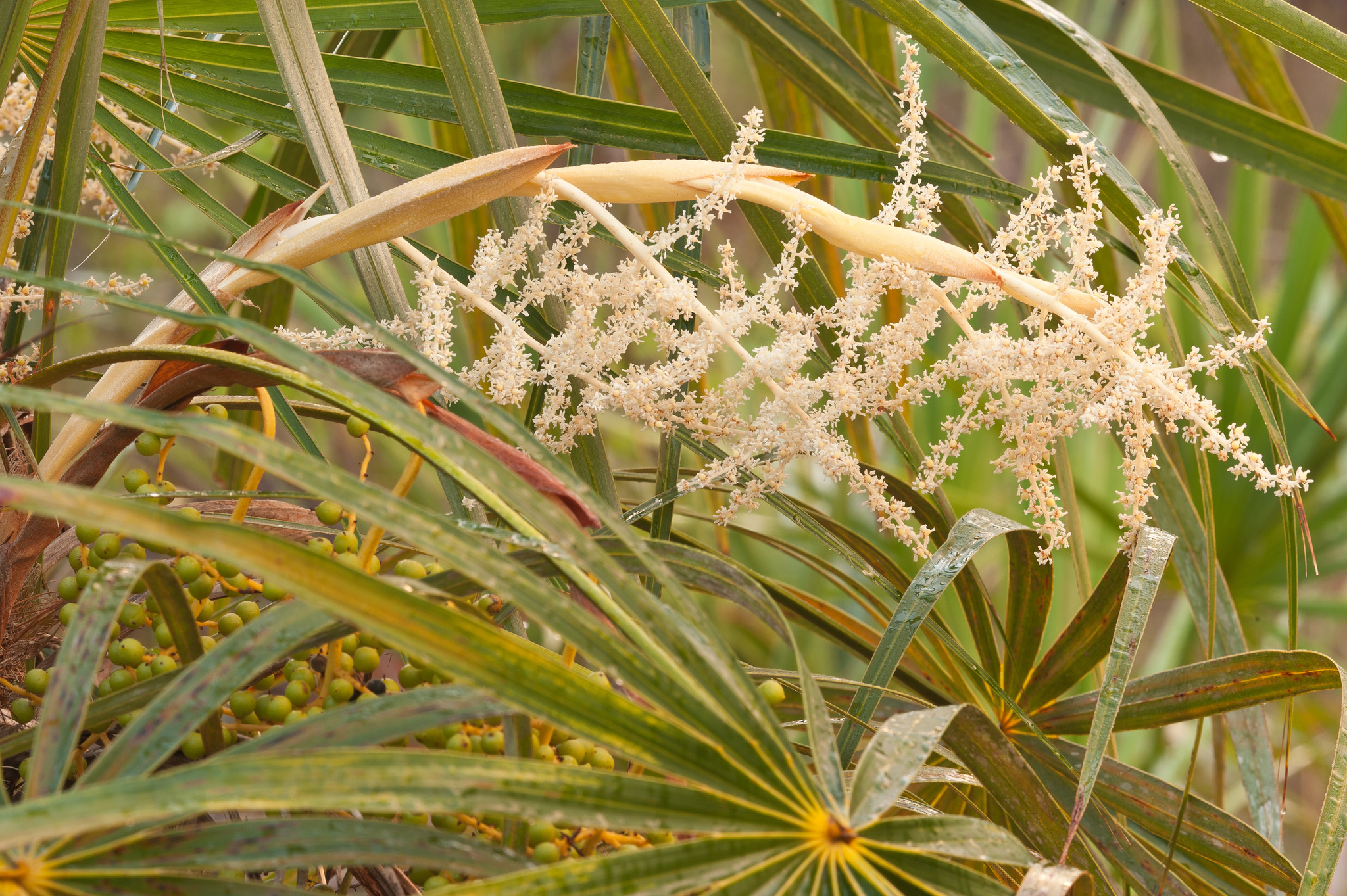 Coccothrinax argentata