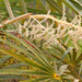 Florida Silver Palm - Photo (c) Keith Bradley, some rights reserved (CC BY-NC), uploaded by Keith Bradley