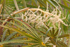 Florida Silver Palm - Photo (c) Keith Bradley, some rights reserved (CC BY-NC), uploaded by Keith Bradley