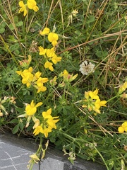 Lotus corniculatus