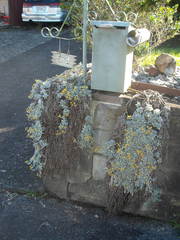 Helichrysum argyrophyllum