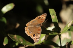 Junonia genoveva