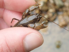 Cambarus polypilosus