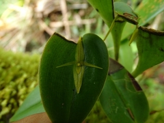 Pleurothallis crucifera