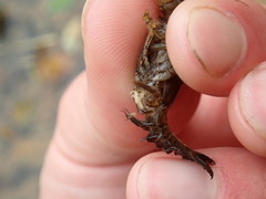 Cambarus polypilosus