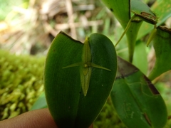 Pleurothallis crucifera