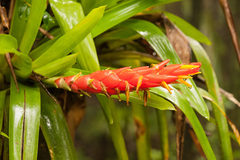 Guzmania berteroniana