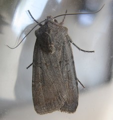 Euxoa velleripennis