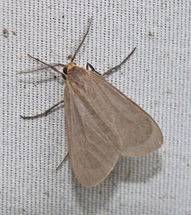 Pagara simplex